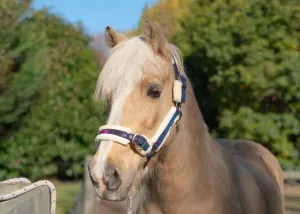 Colour Changing Fleece Halters