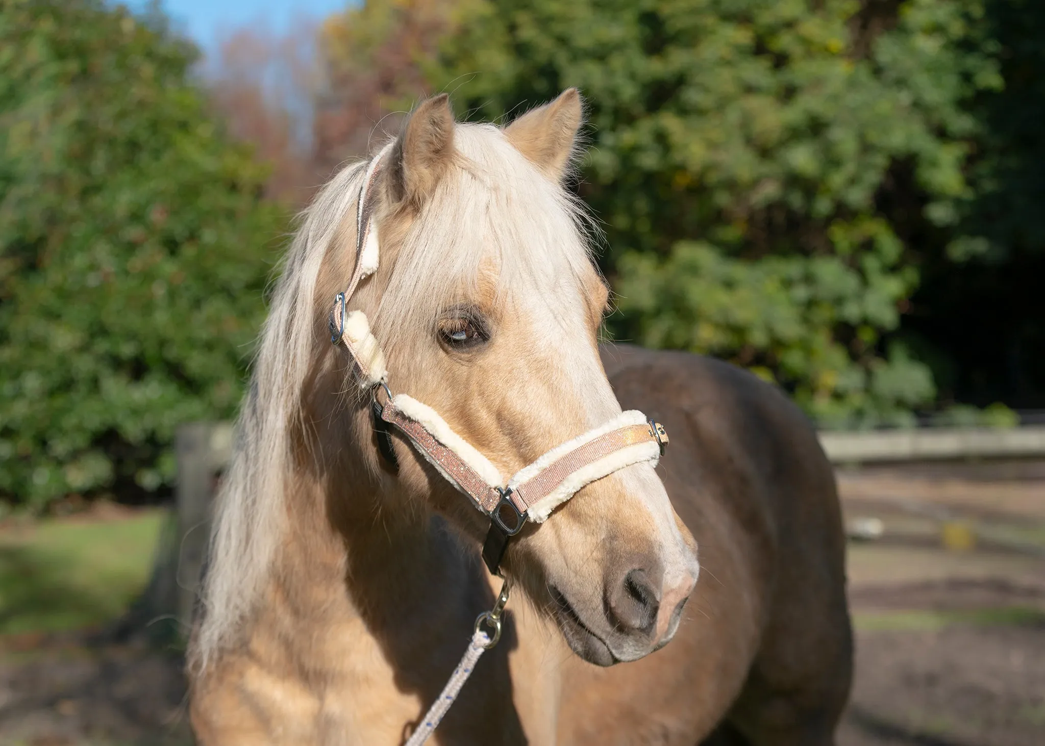 Colour Changing Fleece Halters