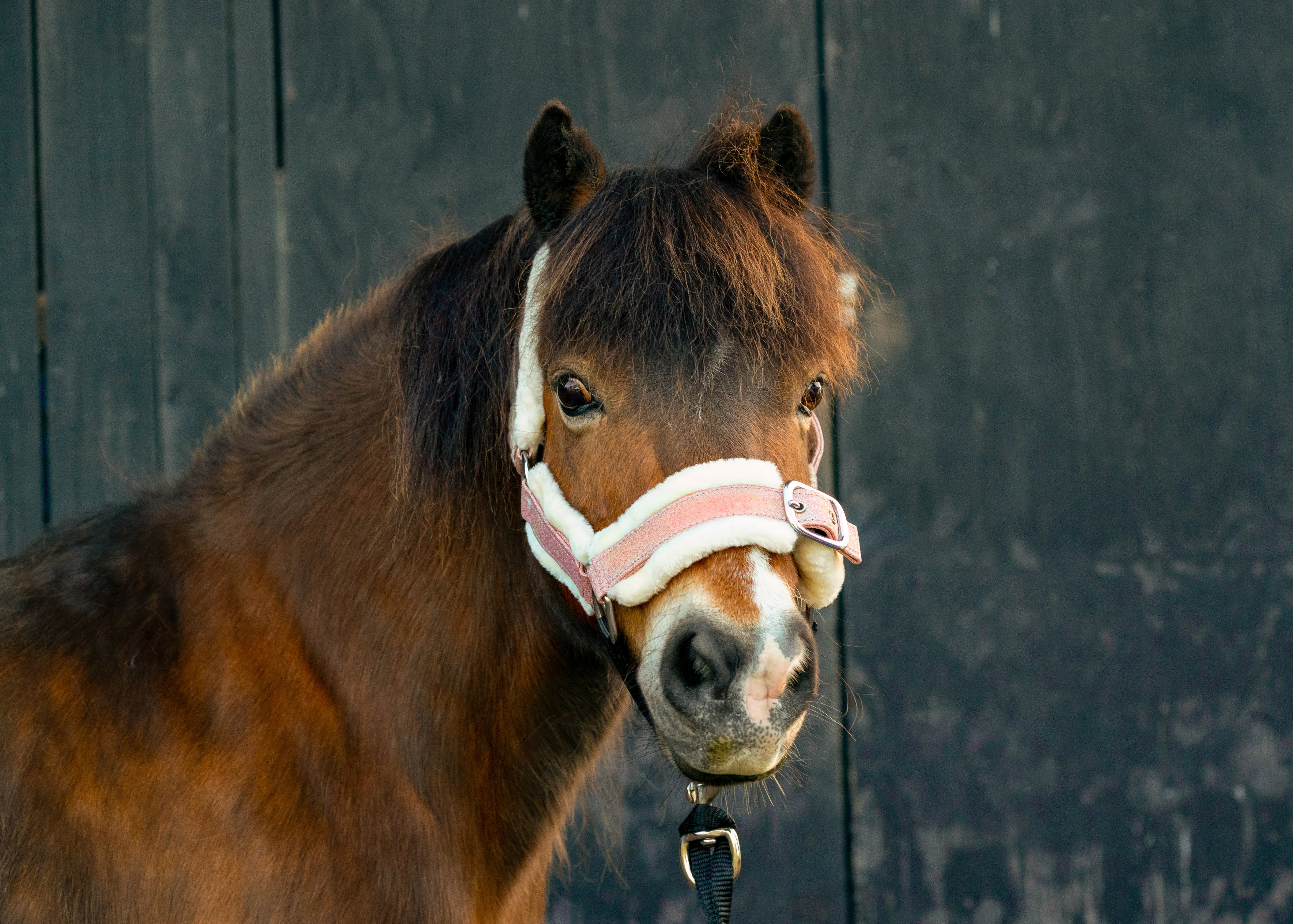 Glitter and Camo Fleece Halters